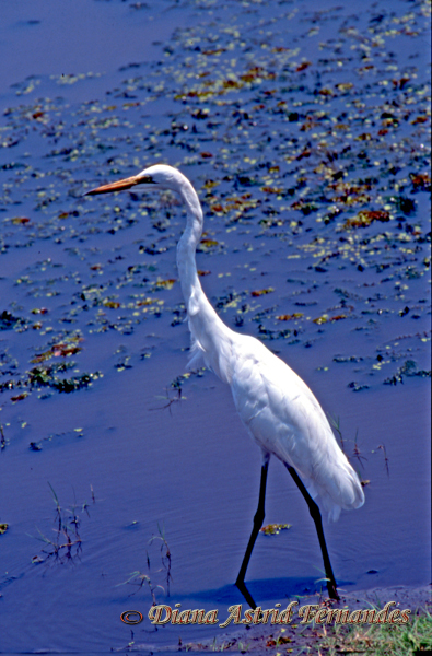 Egret-Great-White-Botswana